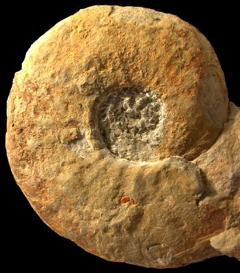Ammonites et aliae spirae II - Peroniceras (Zuluiceras) sp. nov.