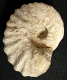Calycoceras (Proeucalycoceras) picteti
