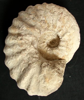 Ammonites et aliae spirae II - Calycoceras (Proeucalycoceras) picteti