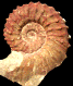 Neocosmoceras aff. sayni