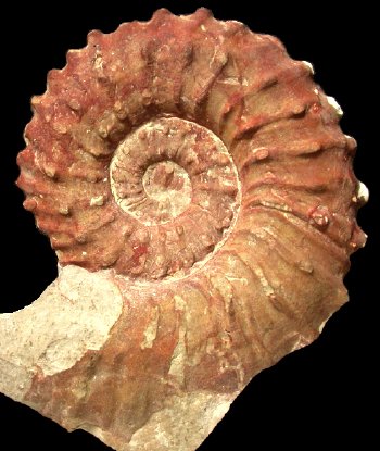 Ammonites et aliae spirae II - Neocosmoceras sayni 1