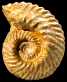 Gregoryceras riaziformis