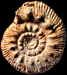 Reineckeia (Reineckeia) anceps anceps