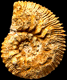 Kosmoceras superbum (M)