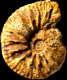 Kosmoceras cf. bigoti (M)
