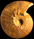 Kosmoceras obductum (M)