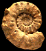 Euaspidoceras oegir (M)
