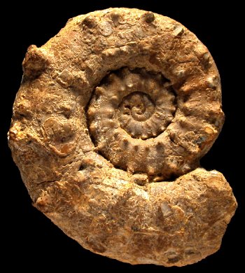 Ammonites et aliae spirae II - Euaspidoceras oegir