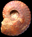 Distichoceras (Geminites) janus (M)