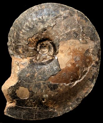 Ammonites et aliae spirae II - Platylenticeras (Platylenticeras) heteropleurum