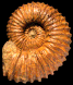 Calycoceras (Newboldiceras) asiaticum spinosum (M)