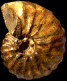 Barroisiceras onilahyense