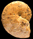 Calliphylloceras demidoffi