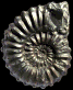 Prolyelliceras ulrichi