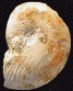 Subpulchellia oehlerti