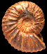 Kossmaticeras (Kossmaticeras) sparsicostatum