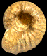 Tongoboryceras beantalyense