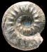 Poculisphinctes poculum