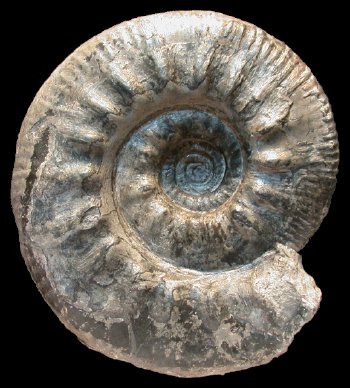 Ammonites et aliae spirae II - Poculisphinctes poculum
