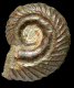 Hildoceras bifrons patho.