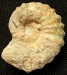 Acanthoceras rhotomagense