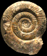 Phymatoceras gr. narbonense