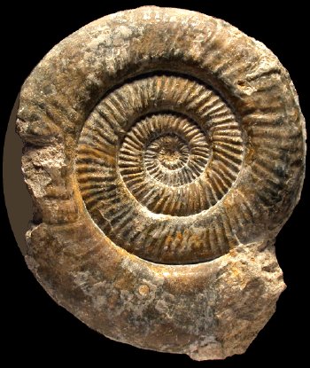 Ammonites et aliae spirae II - Phymatoceras narbonense