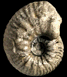 Quenstedtoceras praelamberti  var. sutherlandiae