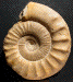 Subgrossouvria famula (M)