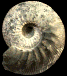Kepplerites galilaei (M)