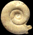 Subgrossouvria famula (m)
