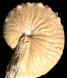 Proscaphites taurimontanus (?M)