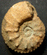 Acanthodiscus radiatus