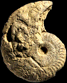 Ochetoceras canaliculatum  morphe canaliculatum