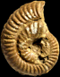 Ochetoceras canaliculatum morphe hispidum (M)