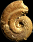 Ochetoceras canaliculatum morphe subclausum (m)