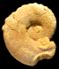 Creniceras crenatum (m)