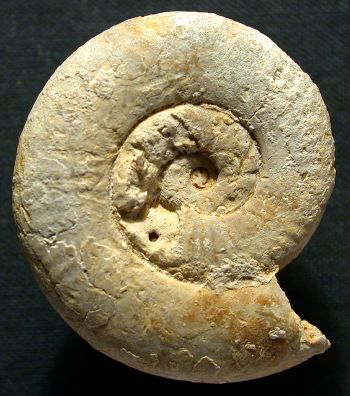 Ammonites et aliae spirae II - Neomorphoceras collinii
