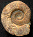 Perisphinctes (Dichotomosphinctes) elisabethae