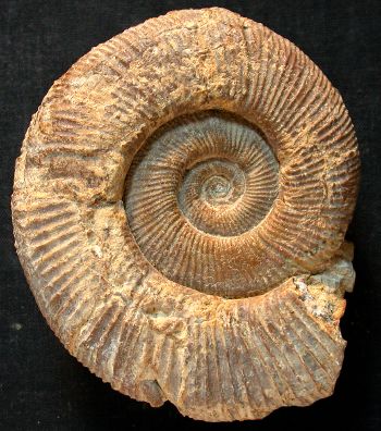 Ammonites et aliae spirae II - Perisphinctes (Dichotomosphinctes) elisabethae