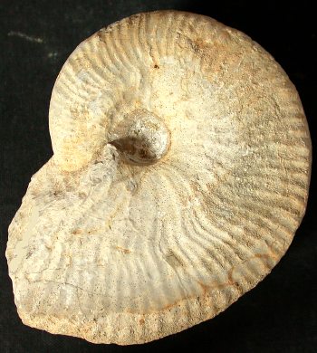 Ammonites et aliae spirae II - Taramelliceras holbeini