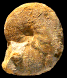 Proscaphites anar
