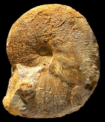 Ammonites et aliae spirae II - Proscaphites anar