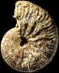 Taramelliceras bonnoti