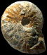 Subtorcapella defayae