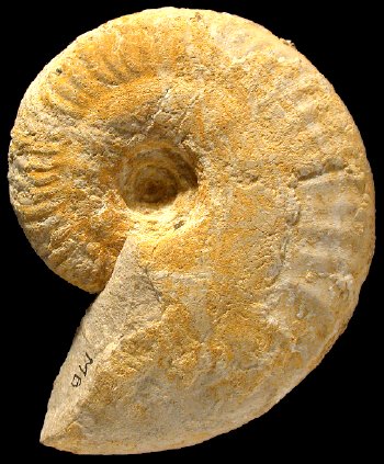 Ammonites et aliae spirae II - Hecticoceras (Chanasia) michalskii