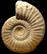 Binatisphinctes giganteus (M)