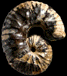 Scaphites carlilensis (M)