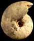 Vascoceras tectiforme