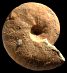Distichoceras (Distichoceras) sp. (M)